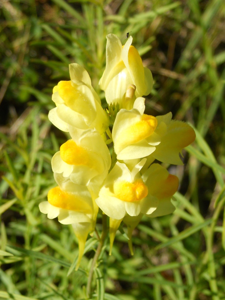 Linaria vulgaris